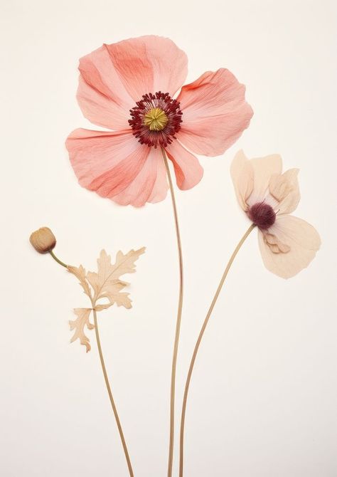 Real Pressed a single anemone flowers petal plant poppy. AI generated Image by rawpixel. | free image by rawpixel.com / Boom Anemone Flowers, Single Flowers, Poppy Flower Aesthetic, Pink Poppy, Flower Photography, Anemone Flower Wallpaper, Poppy Botanical, Poppy Reference Photo, Floral Photography Art