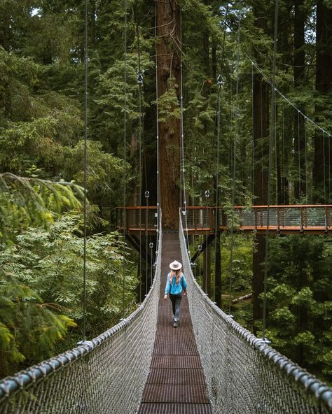 Top 15 Redwood National and State Parks Destinations | Ultimate guide » Miss Rover Northern California Road Trip, Redwood National And State Parks, Eureka California, Granola Style, Sky Walk, Oregon Road Trip, Redwood National Park, Redwood Tree, Redwood Forest