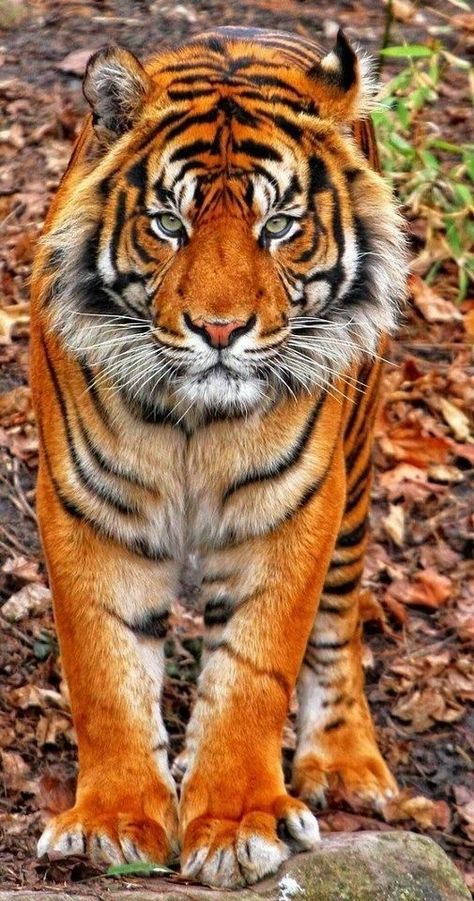 "So very beautiful" Pinterest Expert, Tiger Love, Tiger Pictures, Free Advice, 캐릭터 드로잉, Majestic Animals, Tiger Tattoo, Cheetahs, A Tiger