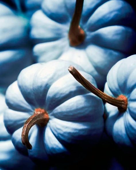 Blue pumpkins photo Backyard Decorations, Pumpkin Photography, Teal Wall Art, Blue Pumpkin, Color Celeste, Blue Wall Decor, Blue Pumpkins, Rustic Blue, Rustic Kitchen Decor