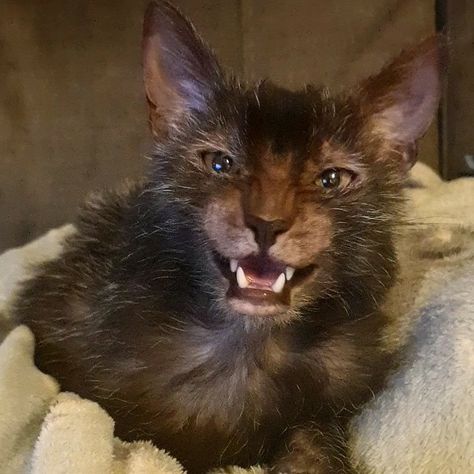 Werewolf Cat Lykoi, Lykoi Cat Aesthetic, Lykoi Cat, Werewolf Cat, Dream's Cat, Warrior Cat Oc, Cat Oc, Cat Club, Cat Reference