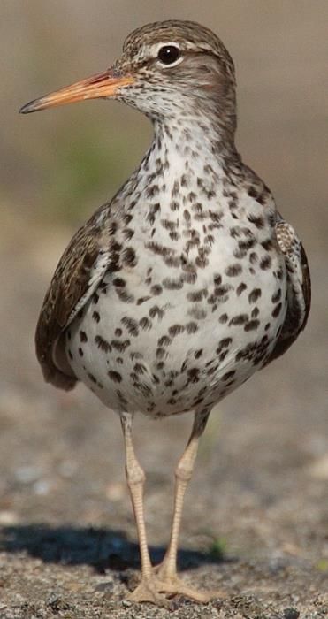 Spotted Sandpiper, Sandpiper Drawing, Sandpiper Bird, Mangrove Forest, Common Birds, Collage Drawing, Shorebirds, Art Diary, Bird Sculpture