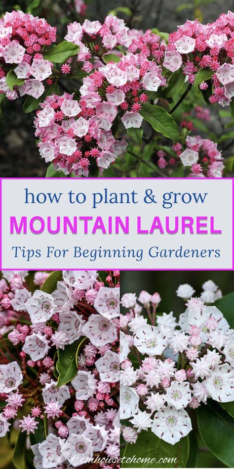 These tips on growing Mountain Laurel are the BEST!! I love that this shade loving shrub (Kalmia latifolia) is evergreen and has beautiful flowers. Now that I know how to care for it, I'm definitely adding one to my shade garden. | Gardening Mountain Laurel Landscaping, Rhododendron Garden Ideas, Mountain Laurel Shrub, Mountain Laurels, Laurel Bush, Laurel Shrub, Texas Mountain Laurel, Georgia Garden, Shade Loving Shrubs