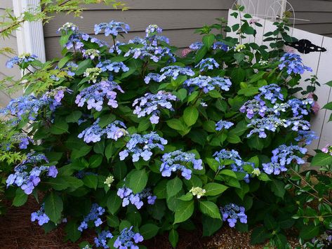 Twist-N-Shout Endless Summer Hydrangea - Lacecap bigleaf Twist And Shout Hydrangea, Lacecap Hydrangea, Summer Hydrangea, Grow Mushrooms, Hydrangea Shrub, Bigleaf Hydrangea, Endless Summer Hydrangea, Blue Hydrangea Flowers, Hydrangea Colors