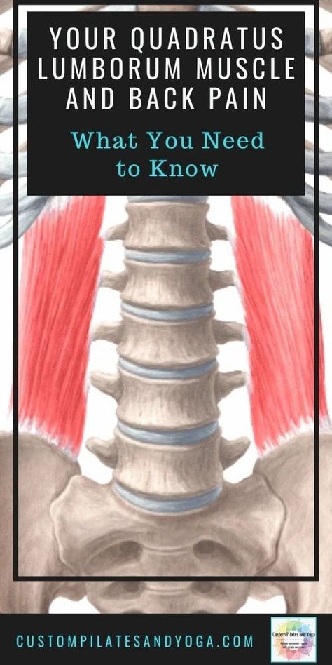 The quadratus lumborum muscle is one of the top causes of low back pain. Read on to discover whether this muscle is a problem for you. #quadratuslumborummuscle #quadratuslumborum #quadratuslumborumpain #quadratuslumborumpainrelief Quadratus Lumborum Stretch, Ql Stretch, Quadratus Lumborum, Human Muscle Anatomy, Causes Of Back Pain, Lower Back Pain Exercises, Upper Back Pain, Muscle Anatomy, Knee Pain Relief