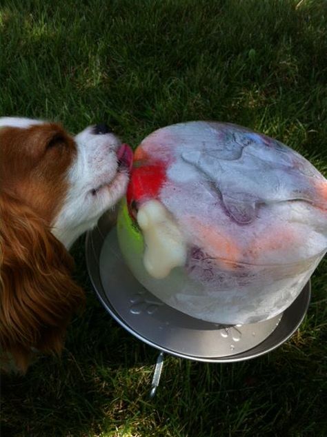 Ice Licks Keep Your Dog Cool and Happy All Summer Long | The Dog People by Rover.com Fruits For Dogs, Frozen Dog Treats, Ice Bowl, Healthy Dog Treats Homemade, Doggie Treats, Diy Hack, Frozen Dog, Dog Treats Homemade Recipes, Ice Cake