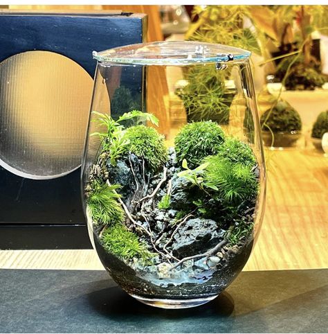 Driftwood Terrarium, Terrarium