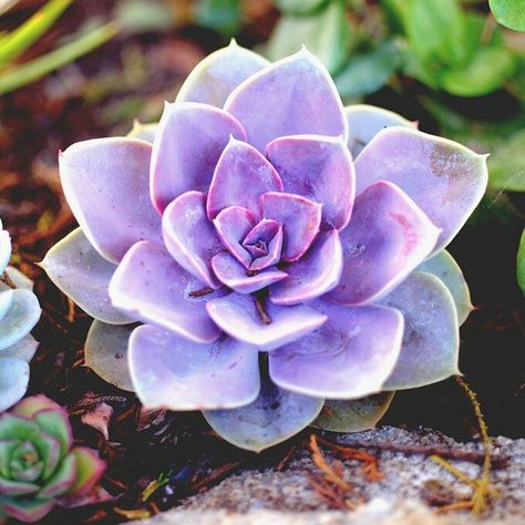 Purple Succulents, Washi Stickers, Artificial Foliage, Growing Succulents, Scene Art, Reference Pictures, Patterns In Nature, Polymer Clay Crafts, Garden Styles