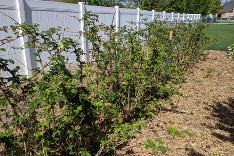 Planting Raspberry Canes, Rasberry Bushes, Pruning Raspberries, Raspberry Bushes, Raspberry Canes, Straw Mulch, Trellis System, Raspberry Bush, Raspberry Plants