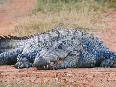 Salt Water Crocodile, Wild Animals Pictures, Cute Reptiles, Magic Eyes, Reptiles Pet, Crocodiles, Reptiles And Amphibians, Salt And Water, Animal Quotes