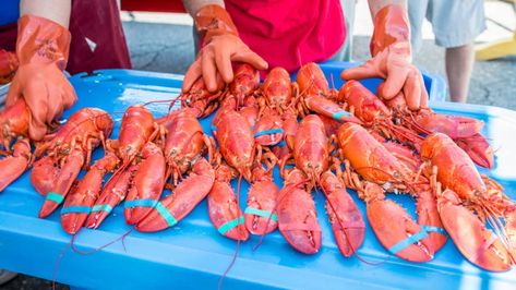 Everything you can eat and do at the Maine Lobster Festival | Boston.com Maine Lobster Festival, Corn Festival, Lobster Fest, Solstice Festival, Watermelon Festival, Cherry Festival, Lobster Shack, Lobster Dinner, Bangor Maine