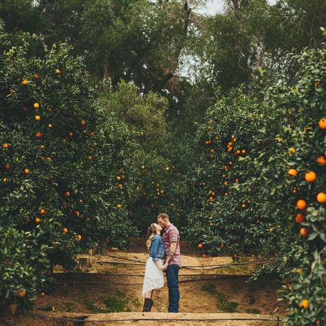 Cute Couples Photo at Prospect Park in Redlands, CA. The orange grove was a perfect place for this southern styled shoot. Cowboy boots and a cowboy hat was nice. The full set is on my site at wwilliamtyates.com Citrus Farm Photoshoot, Orange Orchard Photoshoot, Orange Farm Photoshoot, Orange Grove Engagement Photos, Orchard Photoshoot Couples, Orange Grove Photoshoot, Orchard Engagement Photos, Prospect Park Redlands, Cute Couples Photo