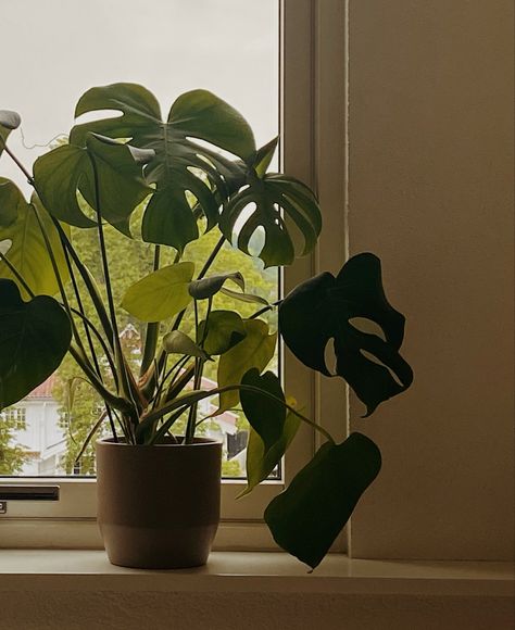 Small Monstera Plant, Plant Aethstetic, Planet Widget, Monstera Plant Aesthetic, Monstera Aesthetic, Houseplants Aesthetic, Houseplant Aesthetic, Plant Mom Aesthetic, Big Leaf Plants