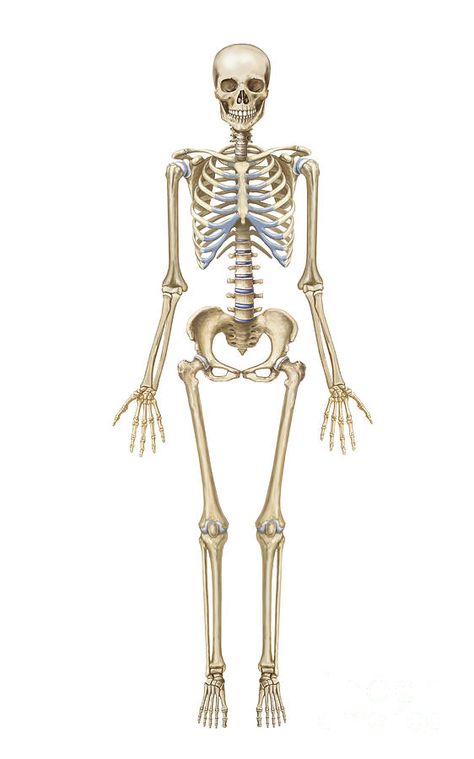 Front View Anatomy, Skeleton Front View, Bones Human Skeleton, Human Jaw Bone, Carpal Bones, Appendicular Skeleton, Bones Human, Window Art Diy, Skeletal System Anatomy