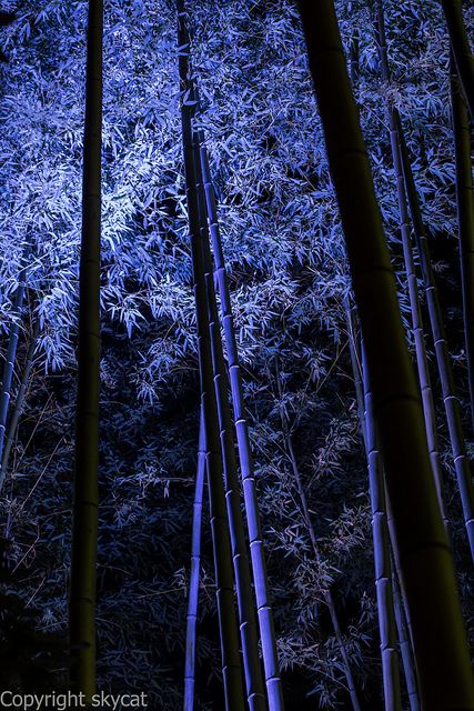 Arashiyama, Japan Blue Bamboo, Photo Awards, Afraid Of The Dark, Artwork Images, Nature Garden, Feeling Blue, Incredible Places, In The Forest, Beautiful Photography