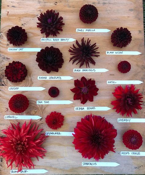 Dahlia Flower Garden Ideas, Dahlia Flower Garden Landscapes, Dahlia Flatlay, Burgundy Dahlia Bouquet, Red Dahlia Bouquet, Maroon Dahlia, Dahlia Colors, Dark Red Dahlia, Red Dalia