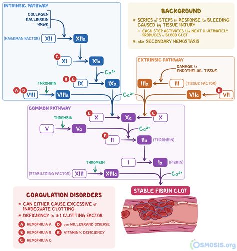 Coagulation Cascade, Vitamin K Deficiency, Von Willebrand Disease, Dark Green Vegetables, Genetic Mutation, Medical Anatomy, Skin Tissue, Checklist Template, Study Notes