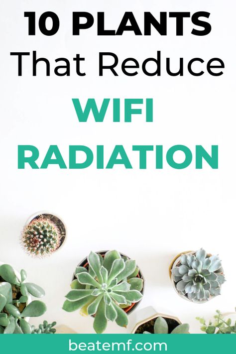 10 Kill-Proof Plants That Absorb Radiation (+ Tips for Growing) - Beat EMF Detox Your Home, Easy House Plants, Natural Air Purifier, Air Purifying House Plants, Plant Study, Home Air Purifier, Asparagus Fern, Palm Plant, Best Indoor Plants