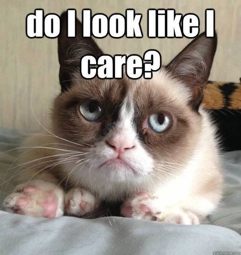 #GrumpyCatMeme For more Grumpy Cat stuff, gifts, quotes and meme visit www.pinterest.com/erikakaisersot Grump Cat, Grumpy Cat Meme, Grumpy Cat Quotes, Meme Comics, Grumpy Cat Humor, Angry Cat, Cat Quotes, Funny Cat Memes, Grumpy Cat