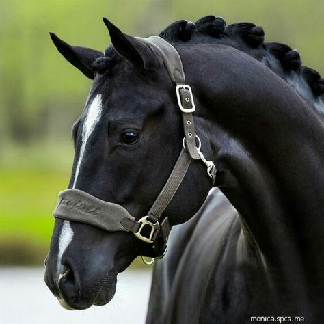 Beautiful Horses Photography, Cute Horse Pictures, Beautiful Horse Pictures, Black Horses, Most Beautiful Horses, Dressage Horses, Dream Horse, Majestic Horse, Horse Equestrian