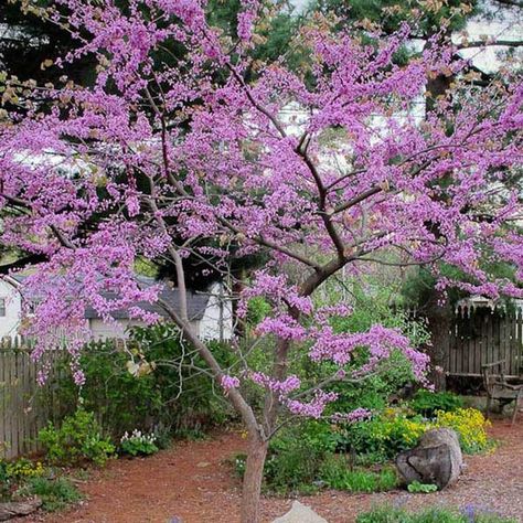 Buy, CERCIS canadensis Forest Pansy, Judas tree, seed – Australian Seed Forest Pansy, Fallen Flowers, Cercis Canadensis, Judas Tree, Bonsai Forest, Palm Garden, Specimen Trees, Waterfall Photography, Tree Seeds