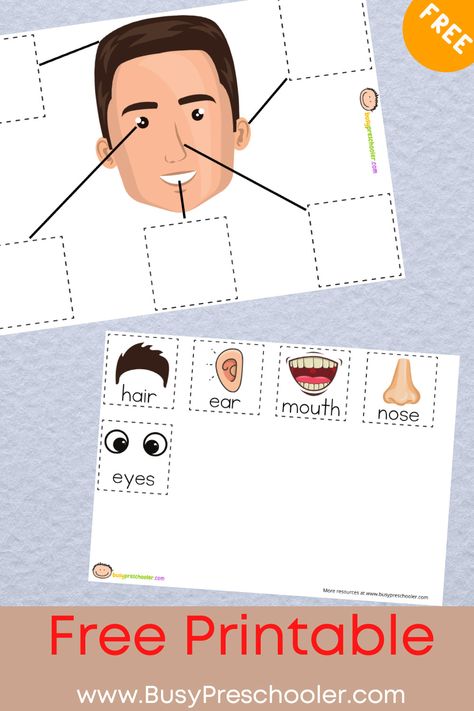 Use this free printable to match the face parts. It comes in two versions so you can use it with both toddlers and preschoolers. Face Matching Preschool, Blank Face Template, Preschoolers Activities, Esl Materials, Binder Printables Free, Free Human Body, Blank Face, Face Parts, Human Body Activities