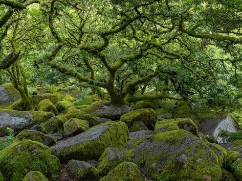 Celtic Rainforest, Temperate Forest, Rainforest Trees, Tree Structure, Conservation Of Natural Resources, Forest Canopy, Temperate Rainforest, Tropical Rainforest, Garden Trees