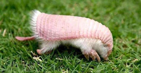 The pink fairy armadillo, the tiniest of all armadillos, is in danger of losing his home in the wild. Pink Armadillo, Snowcone Stand, Pink Fairy Armadillo, Fairy Armadillo, Basic Biology, Fursona Ideas, Bizarre Animals, Saving Animals, Regnul Animal