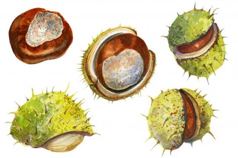 Conker Painting, Chestnut Illustration, Pantone Postcards, Seed Pods Art, Sketchbook Challenge, Gcse Art Sketchbook, Horse Chestnut, Watercolor Collection, Observational Drawing