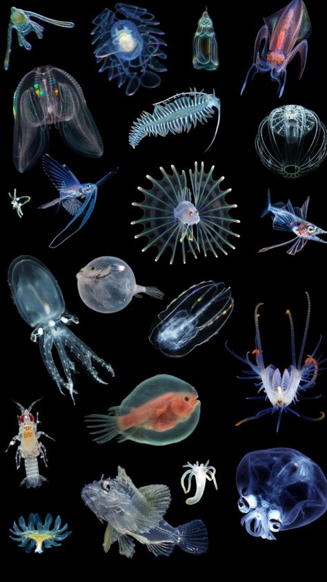 #myfirstshuffle Ocean Animal Aesthetic, Marine Animals Aesthetic, Marine Biology Wallpaper, Deep Sea Aesthetic, Deep Ocean Creatures, Strange Sea Creatures, Small Sea Creatures, Weird Sea Creatures, Deep Sea Fish