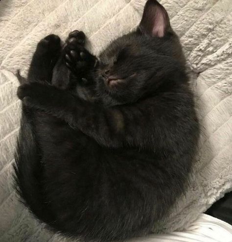 จีซอง Nct, Söt Katt, Cute Cats Photos, A Black Cat, Cat Aesthetic, Cute Kittens, Cute Creatures, Pretty Cats, Cute Little Animals