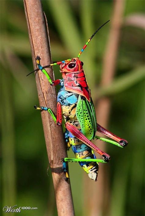 BBC Boracay says: " Wow - what fantastic colors - Philippine grasshopper..." Interesting Bugs, Pictures Of Insects, Cool Bugs, Grasshoppers, A Bug's Life, Beautiful Bugs, Creepy Crawlies, Colorful Animals, Arachnids