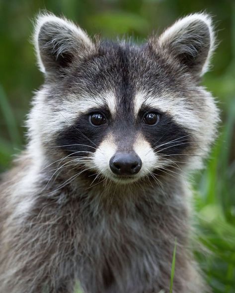 National Geographic Your Shot on Instagram: “Photo by Brittany Crossman @bkcrossman | A raccoon curiously pops its head up from the tall grass that it is foraging in, New Brunswick,…” Woods Animals, Regard Animal, Raccoon Art, Awesome Nature, Cute Raccoon, Lovely Animals, Airbrush Art, Pretty Animals, Animal Pics