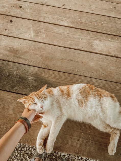 Farm Cat Aesthetic, Barn Cat Aesthetic, Farm Vibes, Farm Cat, Barn Cat, Farm Lifestyle, Southern Life, Pets 3, Cat Aesthetic