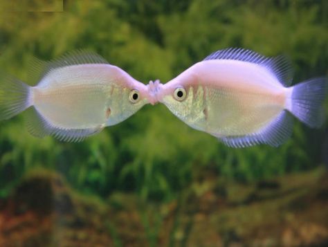 Scientific Name(s)    :   Helostoma   temminckii       Common Name(s)    :   Pink   Kissing Gourami, Kissing Gourami, Kissing Fish,  ... Kissing Gourami, World Kiss Day, Gourami Fish, Goldfish Kiss, Eat Pizza, Tropical Fish, Goldfish, Fresh Water, Fish Pet