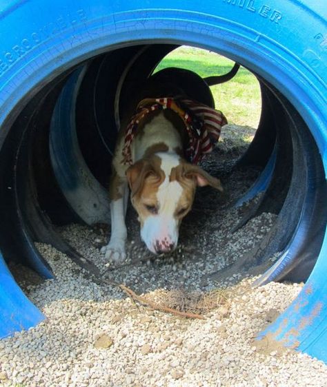 DIY Tire Tunnel - petdiys.com Puppy Playground, Dog Play Area, Dog Friendly Backyard, Cat Playground Outdoor, Dog Backyard, Dog Agility Course, Kennel Ideas, Dog Equipment, Dog Run