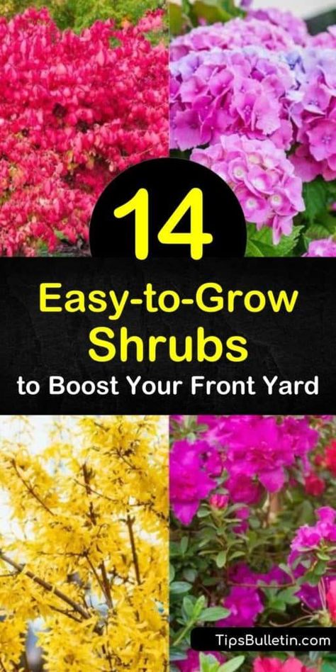 Use flowering shrubs to provide a burst of color to the landscape. From azalea to spirea bushes to an evergreen shrub we show you ones that bloom in the early spring, ones that require part shade, and ones you don’t have to prune. #shrubs #easyshrubs #growingshrubs Ninebark Shrub, Spirea Bush, Low Maintenance Landscaping Front Yard, Colorful Shrubs, Landscaping Shrubs, Azalea Bush, Bushes And Shrubs, Flowering Quince, Flowering Bushes