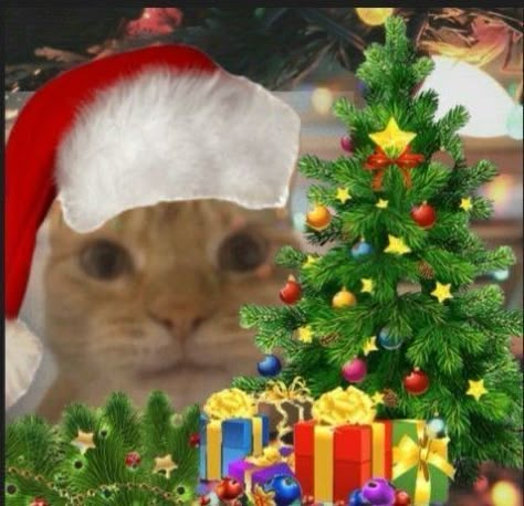 Funny Christmas Pfp, Christmas Profile Pictures, Funny Christmas Pictures, Sean Lennon, Christmas Memes, La Seine, Vanessa Paradis, Hello Kitty Christmas, Cat Icon