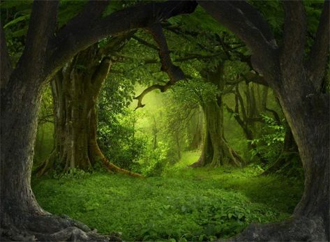 Wallpaper Studio, Best Nature Wallpapers, Forest Backdrops, Secret Forest, Summer Trees, Scenery Photography, Forest Photos, Forest Background, Green Backdrops