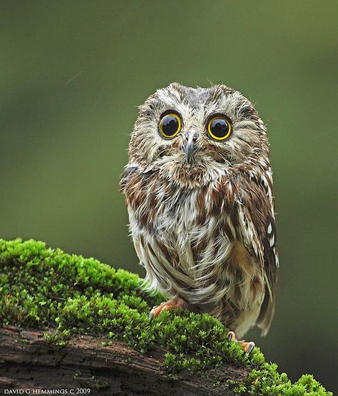 In the mossy forest, a Saw Whet owl. Mossy Forest, Aquatic Art, Saw Whet Owl, Owl Photos, Owl Pictures, Beautiful Owl, Owl Bird, Baby Owls, Cute Owl