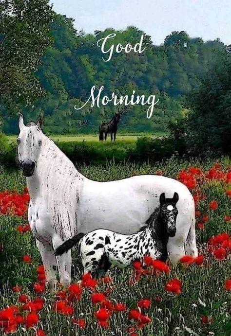 Good Morning Horses Pictures, Photos, and Images for Facebook, Tumblr, Pinterest, and Twitter Appaloosa Horses, Most Beautiful Animals, Majestic Horse, All The Pretty Horses, Clydesdale, White Horses, Appaloosa, Cute Horses, Horse Photos