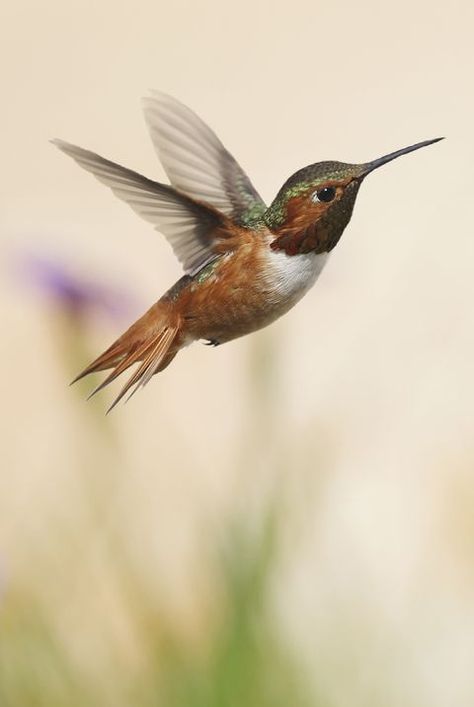 Fly Bird, Hummingbird Photography, Flying Hummingbird, Flying Birds, Flying Bird, Humming Bird, Humming Bird Reference, Rufous Hummingbird, Flowers Hummingbirds Like