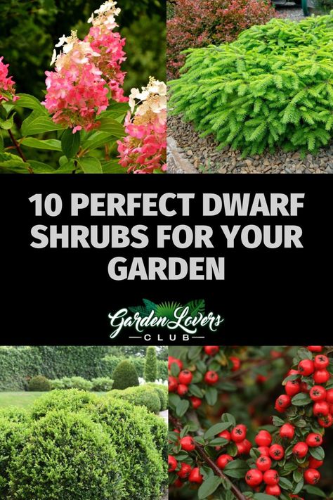 Easy Care Shrubs, Shrubs That Stay Green All Year, Shrub Combinations, Shrubs For Borders, Laurel Shrub, Hillside Gardening, Small Evergreen Shrubs, Shrubs For Landscaping, Chicago Bungalow