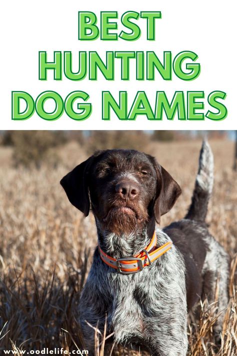 Naming your new dog can be a tough decision. After all, once they learn its name, it’ll be hard to change it, so it’s important to find the one that will stick. If you have a hunting dog, that can make the decision even more critical. You want a short, easy-to-remember name so you can call your dog to you while you’re out hunting. Clever Dog Names, Hunting Dog Names, Best Dog Names, Clever Dog, English Mastiff, Hunting Dog, Puppy Names, Hunting Trip, Doodle Dog