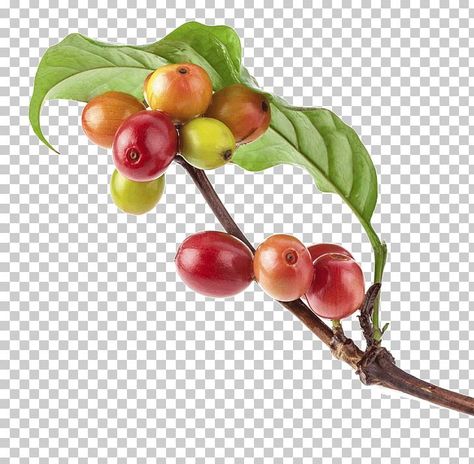 Coffee Plant Photography, Coffee Bean Flower, Coffee Bean Plant, Coffee Bean Tree, Coffee Leaves, Proposal Cover, Bean Plant, Colombian Coffee, Kona Coffee