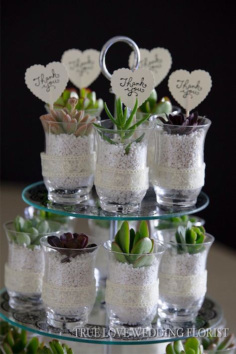 Mini variety succulent wedding favors in hurricane jars dressed in ivory lace and ivory thank you heart. Succulent Favours, Succulent Party Favors Wedding Favours, Succulent Guest Favors, Party Favor Succulents, Succulent Giveaways Wedding Favours, Plant Wedding Favors, Succulent Wedding Centerpieces, Mini Glass Jars, Plants In Jars