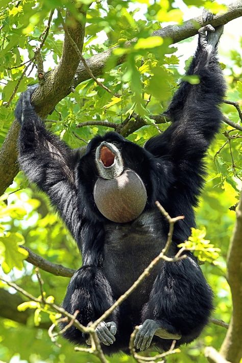 Siamang Gibbon, Random Animals, Favorite Animals, Favorite Animal, Primates, Reptiles, Print Making, Insects, Birds