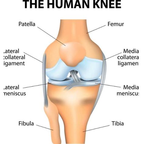 Knee Cartilage Repair, Below The Knee Amputation, Anatomy Of The Knee, Common Knee Injuries, Knee Anatomy, Knee Replacement Exercises, Parts Of The Knee, Human Knee, Knee Pain Relief Remedies