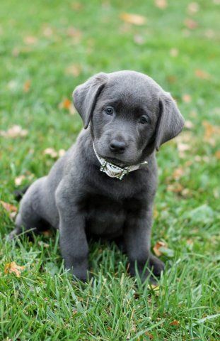 silver labradors. Someday I am going to have a grey dog! Silver Labrador Puppies, Silver Lab Puppies, Black Labrador Puppy, Labrador Noir, Silver Labrador, Black Puppy, Yellow Labrador Retriever, Labrador Retriever Puppies, Rottweiler Puppies