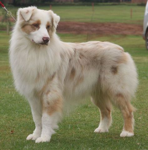 Red Merle Australian Shepherd Shepard Dogs Australian, Dog Fur Patterns, White Australian Shepherd, Red Merle Australian Shepherd, Merle Australian Shepherd, Aussie Shepherd, Dog German, Aussie Puppies, Australian Shepherd Puppies